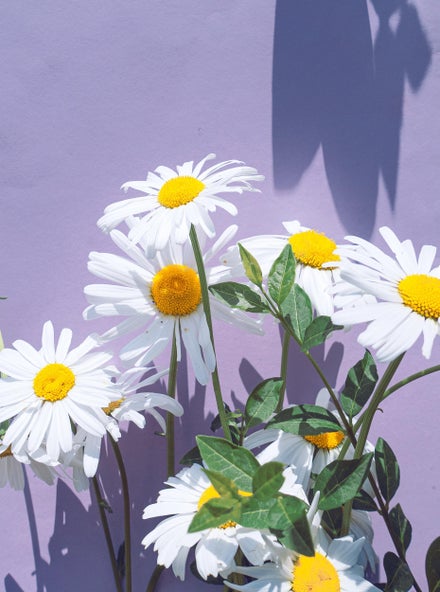 Sådan passer du dine margueritter